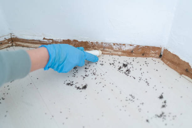 Flea Control Services in Cherryville, NC